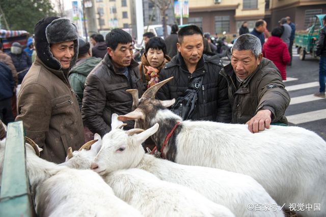揭秘春节活羊市场,一年仅交易4天,现场宰杀收费100元